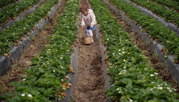 Emiralem Çileği: Verim Rekoru ve Geciken Hasat