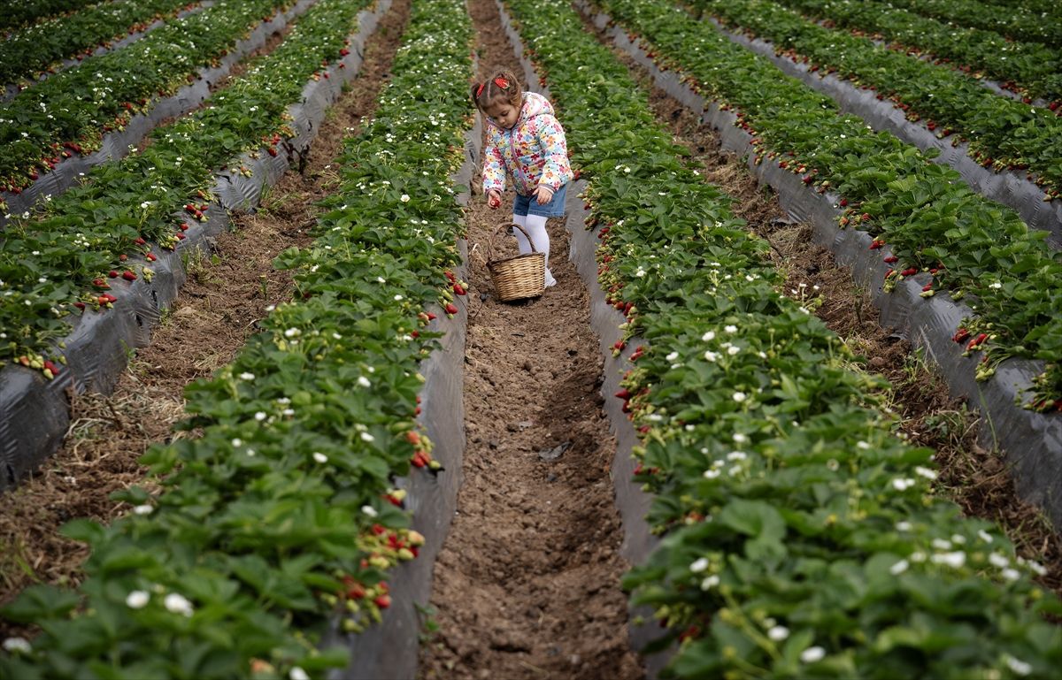 Emiralem Çileği: Verim Rekoru ve Geciken Hasat