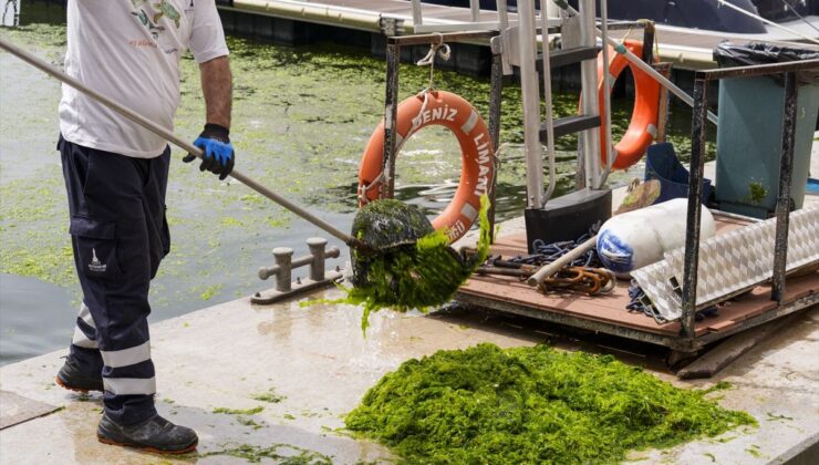 İzmir’de Deniz Marulu Sorunu: 20 Ton Yosun Toplandı