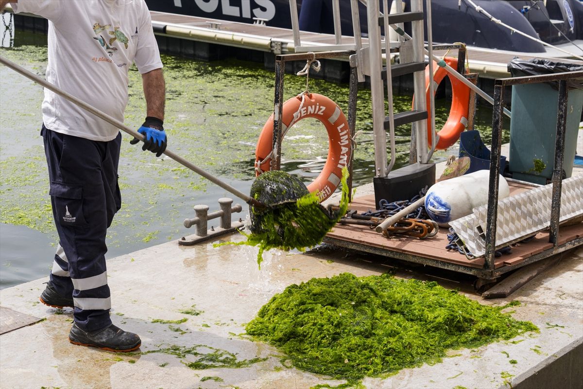İzmir’de Deniz Marulu Sorunu: 20 Ton Yosun Toplandı