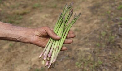 İzmir, Kuşkonmazda Üretim Lideri Olmayı Hedefliyor!