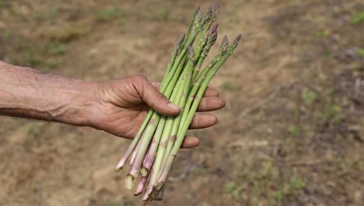 İzmir, Kuşkonmazda Üretim Lideri Olmayı Hedefliyor!