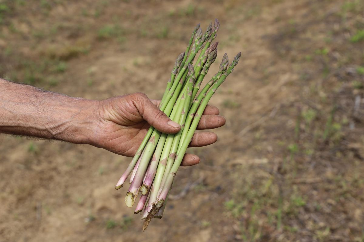 İzmir, Kuşkonmazda Üretim Lideri Olmayı Hedefliyor!