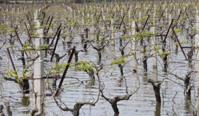 İzmir’deki Sel: TZOB’dan Üreticilere TARSİM Uyarısı